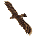Pisfalcon